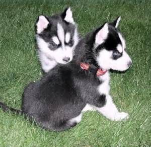 Cachorros de raza pura husky siberiano