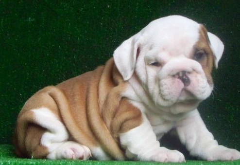 Bulldog Inglés cachorros para la venta