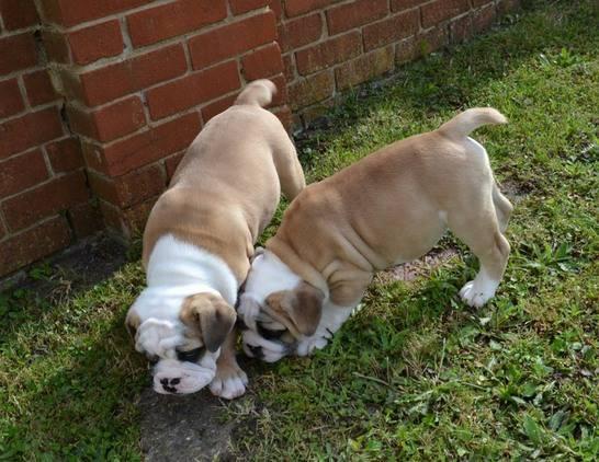 
Precio Bulldog...........<strong>   $35,000.00  A   $60,000.00    (dependiendo la calidad)</strong> <br><br>


100% pura raza, registrados todos los papeles en regla se envian a cualquier parte de la Republica.<br><br> 

<li>Contrato de compraventa<br><br></li>


<li>Seguro de vida gratuito por escrito de 5 años que cubre muerte en caso de cuestiones virales</li>
<br><br>

<li>Garantía de Pureza Racial<br><br></li>

<li>Certificado de registro inicial que extiende la Federación Canófila Mexicana donde los cachorros se entregan con tatuaje y microchip</li>

