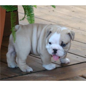 
Precio Bulldog...........<strong>   $35,000.00  A   $60,000.00    (dependiendo la calidad)</strong> <br><br>


100% pura raza, registrados todos los papeles en regla se envian a cualquier parte de la Republica.<br><br> 

<li>Contrato de compraventa<br><br></li>


<li>Seguro de vida gratuito por escrito de 5 años que cubre muerte en caso de cuestiones virales</li>
<br><br>

<li>Garantía de Pureza Racial<br><br></li>

<li>Certificado de registro inicial que extiende la Federación Canófila Mexicana donde los cachorros se entregan con tatuaje y microchip</li>

