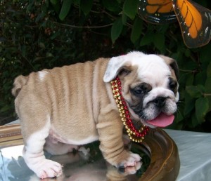 
Precio Bulldog...........<strong>   $35,000.00  A   $60,000.00    (dependiendo la calidad)</strong> <br><br>


100% pura raza, registrados todos los papeles en regla se envian a cualquier parte de la Republica.<br><br> 

<li>Contrato de compraventa<br><br></li>


<li>Seguro de vida gratuito por escrito de 5 años que cubre muerte en caso de cuestiones virales</li>
<br><br>

<li>Garantía de Pureza Racial<br><br></li>

<li>Certificado de registro inicial que extiende la Federación Canófila Mexicana donde los cachorros se entregan con tatuaje y microchip</li>

