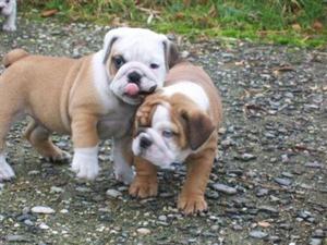 
Precio Bulldog...........<strong>   $35,000.00  A   $60,000.00    (dependiendo la calidad)</strong> <br><br>


100% pura raza, registrados todos los papeles en regla se envian a cualquier parte de la Republica.<br><br> 

<li>Contrato de compraventa<br><br></li>


<li>Seguro de vida gratuito por escrito de 5 años que cubre muerte en caso de cuestiones virales</li>
<br><br>

<li>Garantía de Pureza Racial<br><br></li>

<li>Certificado de registro inicial que extiende la Federación Canófila Mexicana donde los cachorros se entregan con tatuaje y microchip</li>

