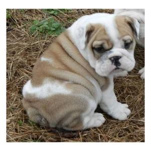 
Precio Bulldog...........<strong>   $35,000.00  A   $60,000.00    (dependiendo la calidad)</strong> <br><br>


100% pura raza, registrados todos los papeles en regla se envian a cualquier parte de la Republica.<br><br> 

<li>Contrato de compraventa<br><br></li>


<li>Seguro de vida gratuito por escrito de 5 años que cubre muerte en caso de cuestiones virales</li>
<br><br>

<li>Garantía de Pureza Racial<br><br></li>

<li>Certificado de registro inicial que extiende la Federación Canófila Mexicana donde los cachorros se entregan con tatuaje y microchip</li>

