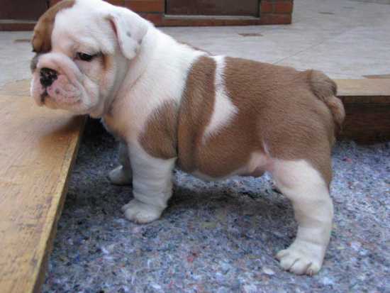 
Precio Bulldog...........<strong>   $35,000.00  A   $60,000.00    (dependiendo la calidad)</strong> <br><br>


100% pura raza, registrados todos los papeles en regla se envian a cualquier parte de la Republica.<br><br> 

<li>Contrato de compraventa<br><br></li>


<li>Seguro de vida gratuito por escrito de 5 años que cubre muerte en caso de cuestiones virales</li>
<br><br>

<li>Garantía de Pureza Racial<br><br></li>

<li>Certificado de registro inicial que extiende la Federación Canófila Mexicana donde los cachorros se entregan con tatuaje y microchip</li>

