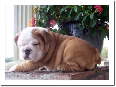 
Precio Bulldog...........<strong>   $35,000.00  A   $60,000.00    (dependiendo la calidad)</strong> <br><br>


100% pura raza, registrados todos los papeles en regla se envian a cualquier parte de la Republica.<br><br> 

<li>Contrato de compraventa<br><br></li>


<li>Seguro de vida gratuito por escrito de 5 años que cubre muerte en caso de cuestiones virales</li>
<br><br>

<li>Garantía de Pureza Racial<br><br></li>

<li>Certificado de registro inicial que extiende la Federación Canófila Mexicana donde los cachorros se entregan con tatuaje y microchip</li>

