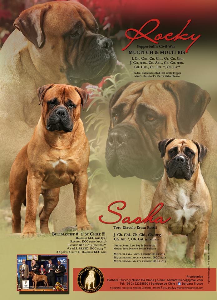 ROCKY
<br>•	BULLMASTIFF  N. 1 DE CHILE
<br>•	3° DEL RANKING GENERAL DEL KENNEL CLUB DE CHILE
<br>•	JOVEN CAMPEÓN CHILENO
<br>•	CAMPEÓN CHILENO
<br>•	GRAN CAMPEÓN CHILENO
<br>•	JOVEN CAMPEÓN ARGENTINO
<br>•	CAMPEÓN ARGENTINO
<br>•	GRAN CAMPEÓN ARGENTINO
<br>•	CAMPEÓN URUGUAYO
<br>•	CAMPEÓN INTERNACIONAL
<br>•	CAMPEÓN LATINOAMERICANO
<br>•	VENCEDOR DE LOS ANDES
<br>•	MÚLTIPLE GANADOR DE BEST IN SHOW(MEJOR DE EXPOSICIÓN) TANTO JOVEN COMO ADULTO.
<br>•	EL BULLMASTIFF MÁS GANADOR DE LA HISTORIA DE CHILE
<br>