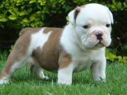 Los cachorros de calidad superior Bulldog Inglés