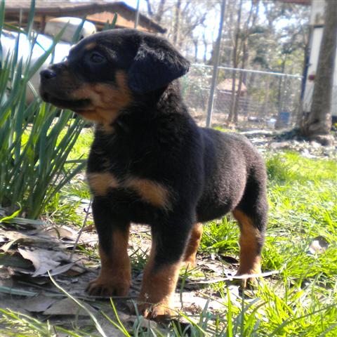 
Precio Rottweiler...........<strong>   $18,000.00</strong> <br><br>


100% pura raza, registrados todos los papeles en regla se envian a cualquier parte de la Republica.<br><br> 

<li>Contrato de compraventa<br><br></li>


<li>Seguro de vida gratuito por escrito de 5 años que cubre muerte en caso de cuestiones virales</li>
<br><br>

<li>Garantía de Pureza Racial<br><br></li>

<li>Certificado de registro inicial que extiende la Federación Canófila Mexicana donde los cachorros se entregan con tatuaje y microchip</li>

