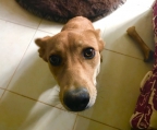 LILA EN ADOPCIÓN RESPONSABLE!