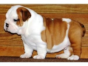  Grasas y suculentos inglés bulldog cachorros en venta a precios baratos