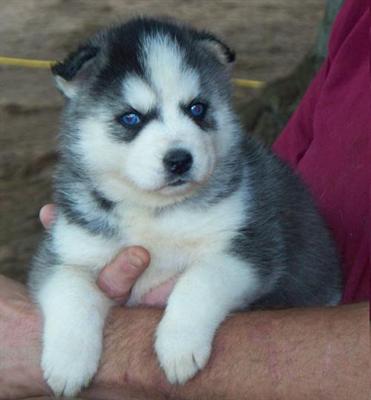 
Precio Siberian husky...........<strong>            $18,500.00  A  $22,000.00  (dependiendo del color)</strong> <br><br>


100% pura raza, registrados todos los papeles en regla se envian a cualquier parte de la Republica.<br><br> 

<li>Contrato de compraventa<br><br></li>


<li>Seguro de vida gratuito por escrito de 5 años que cubre muerte en caso de cuestiones virales</li>
<br><br>

<li>Garantía de Pureza Racial<br><br></li>

<li>Certificado de registro inicial que extiende la Federación Canófila Mexicana donde los cachorros se entregan con tatuaje y microchip</li>

