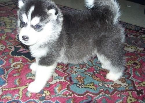 
Precio Siberian husky...........<strong>            $18,500.00  A  $22,000.00  (dependiendo del color)</strong> <br><br>


100% pura raza, registrados todos los papeles en regla se envian a cualquier parte de la Republica.<br><br> 

<li>Contrato de compraventa<br><br></li>


<li>Seguro de vida gratuito por escrito de 5 años que cubre muerte en caso de cuestiones virales</li>
<br><br>

<li>Garantía de Pureza Racial<br><br></li>

<li>Certificado de registro inicial que extiende la Federación Canófila Mexicana donde los cachorros se entregan con tatuaje y microchip</li>

