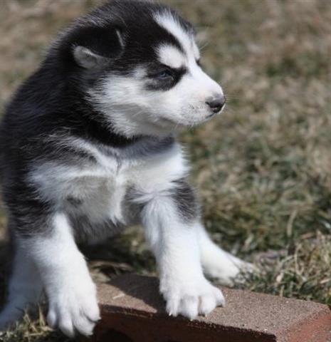 
Precio Siberian husky...........<strong>            $18,500.00  A  $22,000.00  (dependiendo del color)</strong> <br><br>


100% pura raza, registrados todos los papeles en regla se envian a cualquier parte de la Republica.<br><br> 

<li>Contrato de compraventa<br><br></li>


<li>Seguro de vida gratuito por escrito de 5 años que cubre muerte en caso de cuestiones virales</li>
<br><br>

<li>Garantía de Pureza Racial<br><br></li>

<li>Certificado de registro inicial que extiende la Federación Canófila Mexicana donde los cachorros se entregan con tatuaje y microchip</li>

