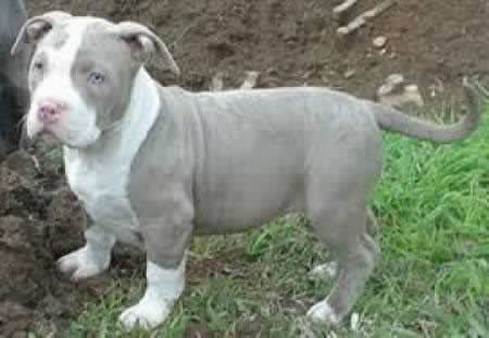 kisiera venta un pitbull ya q seria un exelente obsekio para mi esposa.