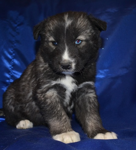 
Precio Siberian husky...........<strong>            $18,500.00  A  $22,000.00  (dependiendo del color)</strong> <br><br>


100% pura raza, registrados todos los papeles en regla se envian a cualquier parte de la Republica.<br><br> 

<li>Contrato de compraventa<br><br></li>


<li>Seguro de vida gratuito por escrito de 5 años que cubre muerte en caso de cuestiones virales</li>
<br><br>

<li>Garantía de Pureza Racial<br><br></li>

<li>Certificado de registro inicial que extiende la Federación Canófila Mexicana donde los cachorros se entregan con tatuaje y microchip</li>

