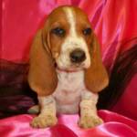 
Precio Basset hound...........<strong>$16,500.00</strong> <br><br>

100% pura raza, registrados todos los papeles en regla se envian a cualquier parte de la Republica.<br><br> 

<li>Contrato de compraventa<br><br></li>


<li>Seguro de vida gratuito por escrito de 5 años que cubre muerte en caso de cuestiones virales</li>
<br><br>

<li>Garantía de Pureza Racial<br><br></li>


<li>Certificado de registro inicial que extiende la Federación Canófila Mexicana donde los cachorros se entregan con tatuaje y microchip<br><br></li>

