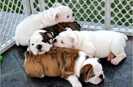 
Precio Bulldog...........<strong>   $35,000.00  A   $60,000.00    (dependiendo la calidad)</strong> <br><br>


100% pura raza, registrados todos los papeles en regla se envian a cualquier parte de la Republica.<br><br> 

<li>Contrato de compraventa<br><br></li>


<li>Seguro de vida gratuito por escrito de 5 años que cubre muerte en caso de cuestiones virales</li>
<br><br>

<li>Garantía de Pureza Racial<br><br></li>

<li>Certificado de registro inicial que extiende la Federación Canófila Mexicana donde los cachorros se entregan con tatuaje y microchip</li>

