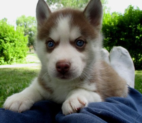 Gorgeous cachorros husky siberiano