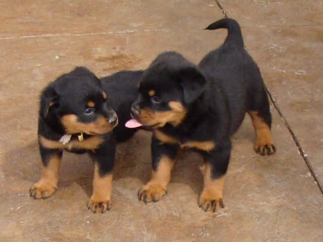 
Precio Rottweiler...........<strong>   $18,000.00</strong> <br><br>


100% pura raza, registrados todos los papeles en regla se envian a cualquier parte de la Republica.<br><br> 

<li>Contrato de compraventa<br><br></li>


<li>Seguro de vida gratuito por escrito de 5 años que cubre muerte en caso de cuestiones virales</li>
<br><br>

<li>Garantía de Pureza Racial<br><br></li>

<li>Certificado de registro inicial que extiende la Federación Canófila Mexicana donde los cachorros se entregan con tatuaje y microchip</li>

