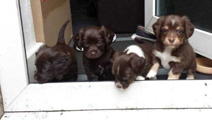 
Precio Chihuahua...........<strong>     $16,500.00  A   $20,000.00    (dependiendo del tamaño y color)</strong> <br><br>


100% pura raza, registrados todos los papeles en regla se envian a cualquier parte de la Republica.<br><br> 

<li>Contrato de compraventa<br><br></li>


<li>Seguro de vida gratuito por escrito de 5 años que cubre muerte en caso de cuestiones virales</li>
<br><br>

<li>Garantía de Pureza Racial<br><br></li>

<li>Certificado de registro inicial que extiende la Federación Canófila Mexicana donde los cachorros se entregan con tatuaje y microchip</li>

