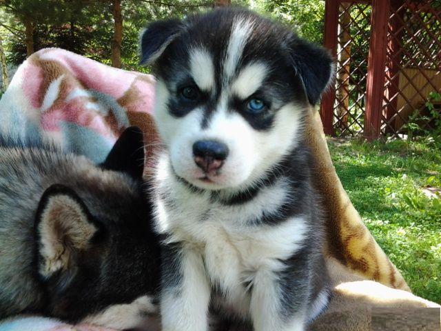 
Precio Siberian husky...........<strong>            $18,500.00  A  $22,000.00  (dependiendo del color)</strong> <br><br>


100% pura raza, registrados todos los papeles en regla se envian a cualquier parte de la Republica.<br><br> 

<li>Contrato de compraventa<br><br></li>


<li>Seguro de vida gratuito por escrito de 5 años que cubre muerte en caso de cuestiones virales</li>
<br><br>

<li>Garantía de Pureza Racial<br><br></li>

<li>Certificado de registro inicial que extiende la Federación Canófila Mexicana donde los cachorros se entregan con tatuaje y microchip</li>

