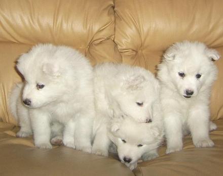 
Precio Samoyedo...........<strong>$35,000.00</strong> <br><br>


100% pura raza, registrados todos los papeles en regla se envian a cualquier parte de la Republica.<br><br> 

<li>Contrato de compraventa<br><br></li>


<li>Seguro de vida gratuito por escrito de 5 años que cubre muerte en caso de cuestiones virales</li>
<br><br>

<li>Garantía de Pureza Racial<br><br></li>

<li>Certificado de registro inicial que extiende la Federación Canófila Mexicana donde los cachorros se entregan con tatuaje y microchip</li>

