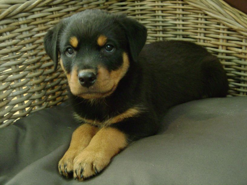 vendo cachorro rottweiler