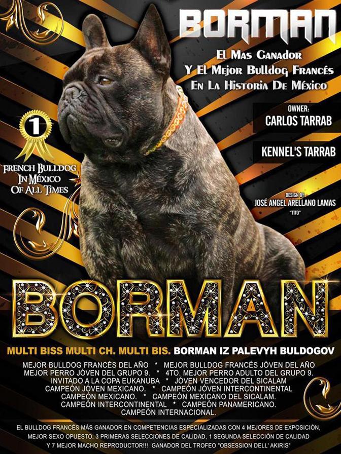 Bulldog Francés Nietos Del Multi Campeon Borman 100% legitimo