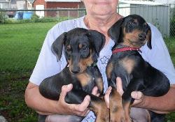 
Precio Doberman...........<strong>            $16,500.00  A  $18,500.00    (dependiendo del tamaño)</strong> <br><br>


100% pura raza, registrados todos los papeles en regla se envian a cualquier parte de la Republica.<br><br> 

<li>Contrato de compraventa<br><br></li>


<li>Seguro de vida gratuito por escrito de 5 años que cubre muerte en caso de cuestiones virales</li>
<br><br>

<li>Garantía de Pureza Racial<br><br></li>

<li>Certificado de registro inicial que extiende la Federación Canófila Mexicana donde los cachorros se entregan con tatuaje y microchip</li>

