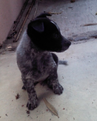 Cachorro Pastor Australiano Macho