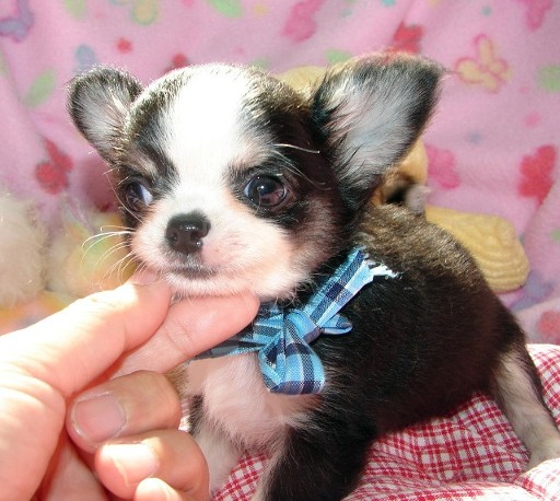 Chihuahua cachorros machos y hembras.