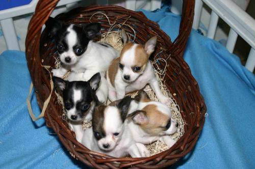 
<br>
<br>
<br>Tengo estas 5 nuevas camadas de cachorros chihuahua que son muy ansiosos de que su casa de animales de compañía. médicamente estos cachorros son listos y no están dentro de las edades de 8 y 9 semanas de edad muy barato, que se sólo se venden por falta de tiempo porque me limitan aún hacer el amor them.please en contacto conmigo para su bien y por lo tanto más información y fotos