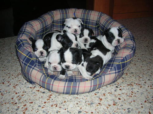 Preciosos cachorros de bulldog frances , bichon maltes ,chihuahuas ,westys ,Carlinos , etc , elegidos de entre varias camadas ,seleccionamos los mejores ejemplares ,todos nuestros cachorros se entregan como minimo con una vacuna , desparasitados , microchip y revision de nuestros veterinarios , estamos en Badalona y terrassa