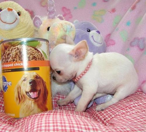 
Precio Chihuahua...........<strong>     $16,500.00  A   $20,000.00    (dependiendo del tamaño y color)</strong> <br><br>


100% pura raza, registrados todos los papeles en regla se envian a cualquier parte de la Republica.<br><br> 

<li>Contrato de compraventa<br><br></li>


<li>Seguro de vida gratuito por escrito de 5 años que cubre muerte en caso de cuestiones virales</li>
<br><br>

<li>Garantía de Pureza Racial<br><br></li>

<li>Certificado de registro inicial que extiende la Federación Canófila Mexicana donde los cachorros se entregan con tatuaje y microchip</li>

