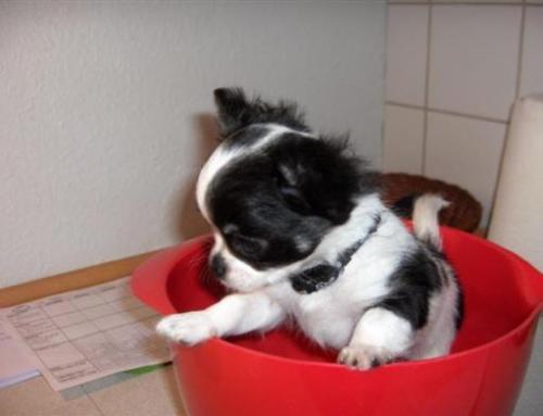 
Precio Chihuahua...........<strong>     $16,500.00  A   $20,000.00    (dependiendo del tamaño y color)</strong> <br><br>


100% pura raza, registrados todos los papeles en regla se envian a cualquier parte de la Republica.<br><br> 

<li>Contrato de compraventa<br><br></li>


<li>Seguro de vida gratuito por escrito de 5 años que cubre muerte en caso de cuestiones virales</li>
<br><br>

<li>Garantía de Pureza Racial<br><br></li>

<li>Certificado de registro inicial que extiende la Federación Canófila Mexicana donde los cachorros se entregan con tatuaje y microchip</li>


