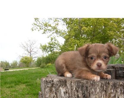 
Precio Chihuahua...........<strong>     $16,500.00  A   $20,000.00    (dependiendo del tamaño y color)</strong> <br><br>


100% pura raza, registrados todos los papeles en regla se envian a cualquier parte de la Republica.<br><br> 

<li>Contrato de compraventa<br><br></li>


<li>Seguro de vida gratuito por escrito de 5 años que cubre muerte en caso de cuestiones virales</li>
<br><br>

<li>Garantía de Pureza Racial<br><br></li>

<li>Certificado de registro inicial que extiende la Federación Canófila Mexicana donde los cachorros se entregan con tatuaje y microchip</li>

