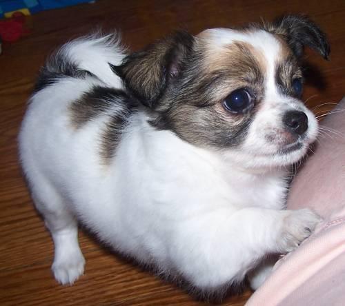 
Precio Chihuahua...........<strong>     $16,500.00  A   $20,000.00    (dependiendo del tamaño y color)</strong> <br><br>


100% pura raza, registrados todos los papeles en regla se envian a cualquier parte de la Republica.<br><br> 

<li>Contrato de compraventa<br><br></li>


<li>Seguro de vida gratuito por escrito de 5 años que cubre muerte en caso de cuestiones virales</li>
<br><br>

<li>Garantía de Pureza Racial<br><br></li>

<li>Certificado de registro inicial que extiende la Federación Canófila Mexicana donde los cachorros se entregan con tatuaje y microchip</li>

