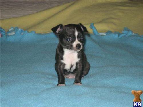 
Precio Chihuahua...........<strong>     $16,500.00  A   $20,000.00    (dependiendo del tamaño y color)</strong> <br><br>


100% pura raza, registrados todos los papeles en regla se envian a cualquier parte de la Republica.<br><br> 

<li>Contrato de compraventa<br><br></li>


<li>Seguro de vida gratuito por escrito de 5 años que cubre muerte en caso de cuestiones virales</li>
<br><br>

<li>Garantía de Pureza Racial<br><br></li>

<li>Certificado de registro inicial que extiende la Federación Canófila Mexicana donde los cachorros se entregan con tatuaje y microchip</li>

