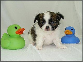 
Precio Chihuahua...........<strong>     $16,500.00  A   $20,000.00    (dependiendo del tamaño y color)</strong> <br><br>


100% pura raza, registrados todos los papeles en regla se envian a cualquier parte de la Republica.<br><br> 

<li>Contrato de compraventa<br><br></li>


<li>Seguro de vida gratuito por escrito de 5 años que cubre muerte en caso de cuestiones virales</li>
<br><br>

<li>Garantía de Pureza Racial<br><br></li>

<li>Certificado de registro inicial que extiende la Federación Canófila Mexicana donde los cachorros se entregan con tatuaje y microchip</li>

