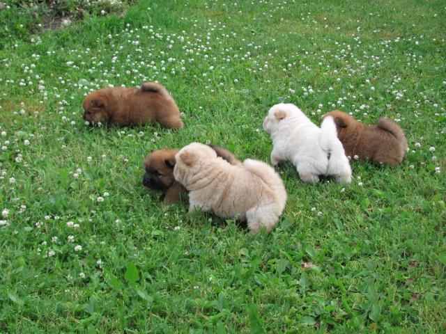 
Precio Chow Chow...........<strong>       $20,500.00  A   $33,000.00    (dependiendo del tamaño y color)</strong> <br><br>


100% pura raza, registrados todos los papeles en regla se envian a cualquier parte de la Republica.<br><br> 

<li>Contrato de compraventa<br><br></li>


<li>Seguro de vida gratuito por escrito de 5 años que cubre muerte en caso de cuestiones virales</li>
<br><br>

<li>Garantía de Pureza Racial<br><br></li>

<li>Certificado de registro inicial que extiende la Federación Canófila Mexicana donde los cachorros se entregan con tatuaje y microchip</li>

