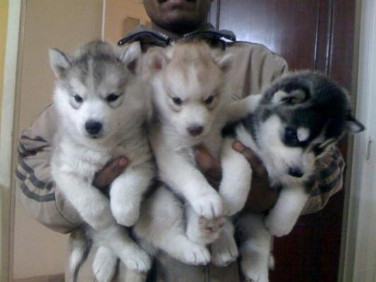 
Precio Siberian husky...........<strong>            $18,500.00  A  $22,000.00  (dependiendo del color)</strong> <br><br>


100% pura raza, registrados todos los papeles en regla se envian a cualquier parte de la Republica.<br><br> 

<li>Contrato de compraventa<br><br></li>


<li>Seguro de vida gratuito por escrito de 5 años que cubre muerte en caso de cuestiones virales</li>
<br><br>

<li>Garantía de Pureza Racial<br><br></li>

<li>Certificado de registro inicial que extiende la Federación Canófila Mexicana donde los cachorros se entregan con tatuaje y microchip</li>

