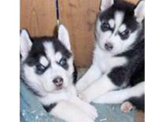 
Precio Siberian husky...........<strong>            $18,500.00  A  $22,000.00  (dependiendo del color)</strong> <br><br>


100% pura raza, registrados todos los papeles en regla se envian a cualquier parte de la Republica.<br><br> 

<li>Contrato de compraventa<br><br></li>


<li>Seguro de vida gratuito por escrito de 5 años que cubre muerte en caso de cuestiones virales</li>
<br><br>

<li>Garantía de Pureza Racial<br><br></li>

<li>Certificado de registro inicial que extiende la Federación Canófila Mexicana donde los cachorros se entregan con tatuaje y microchip</li>

