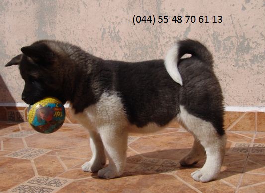 Hermosos cachorritos Akita Americano
<br>Excelente calidad, vacunados y desparasitados, nacidos el 3 de Noviembre.
<br>¡Precio Negociable! solo se hacemos entregas personales por seguridad de los cachorros. Entregas a domicilio o en tu lugar de preferencia. 
<br>Excelentes perros para criarlos en familia y en el hogar, fácilmente se adaptan a cualquier espacio, se conocen por ser perros fieles y protectores. 
<br>Aprovecha esta increíble oportunidad y date un lindo regalo para esta navidad. 
<br>Disponibilidad: 
<br>3 Machos 
<br>3 Hembras 
<br>\