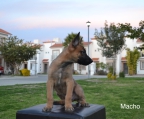 Cachorros Pastor Belga, excelente temperamento