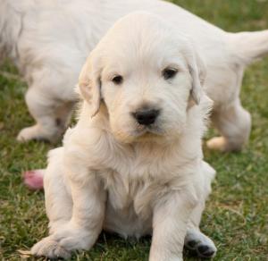 
Precio Golden Retriever...........<strong>             $15,500.00</strong> <br><br>


100% pura raza, registrados todos los papeles en regla se envian a cualquier parte de la Republica.<br><br> 

<li>Contrato de compraventa<br><br></li>


<li>Seguro de vida gratuito por escrito de 5 años que cubre muerte en caso de cuestiones virales</li>
<br><br>

<li>Garantía de Pureza Racial<br><br></li>

<li>Certificado de registro inicial que extiende la Federación Canófila Mexicana donde los cachorros se entregan con tatuaje y microchip</li>

