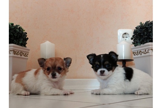 
Precio Chihuahua...........<strong>     $16,500.00  A   $20,000.00    (dependiendo del tamaño y color)</strong> <br><br>


100% pura raza, registrados todos los papeles en regla se envian a cualquier parte de la Republica.<br><br> 

<li>Contrato de compraventa<br><br></li>


<li>Seguro de vida gratuito por escrito de 5 años que cubre muerte en caso de cuestiones virales</li>
<br><br>

<li>Garantía de Pureza Racial<br><br></li>

<li>Certificado de registro inicial que extiende la Federación Canófila Mexicana donde los cachorros se entregan con tatuaje y microchip</li>

