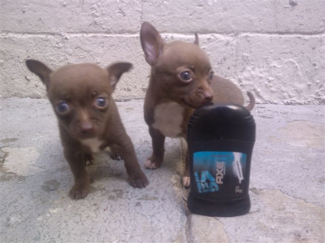 Chihuahuas