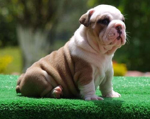 
Precio Bulldog...........<strong>   $35,000.00  A   $60,000.00    (dependiendo la calidad)</strong> <br><br>


100% pura raza, registrados todos los papeles en regla se envian a cualquier parte de la Republica.<br><br> 

<li>Contrato de compraventa<br><br></li>


<li>Seguro de vida gratuito por escrito de 5 años que cubre muerte en caso de cuestiones virales</li>
<br><br>

<li>Garantía de Pureza Racial<br><br></li>

<li>Certificado de registro inicial que extiende la Federación Canófila Mexicana donde los cachorros se entregan con tatuaje y microchip</li>


