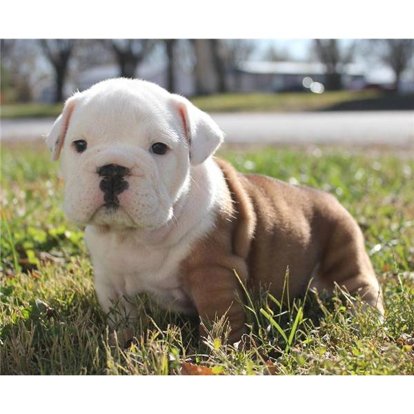 Cachorros bulldog Inglés