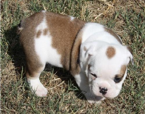 Cachorros bulldog Inglés